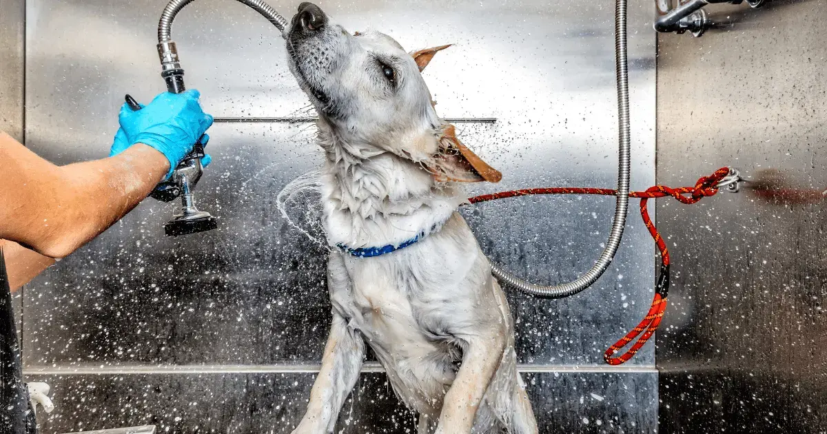 View of How To Start a Pet Grooming Business: 10 Essential Steps
